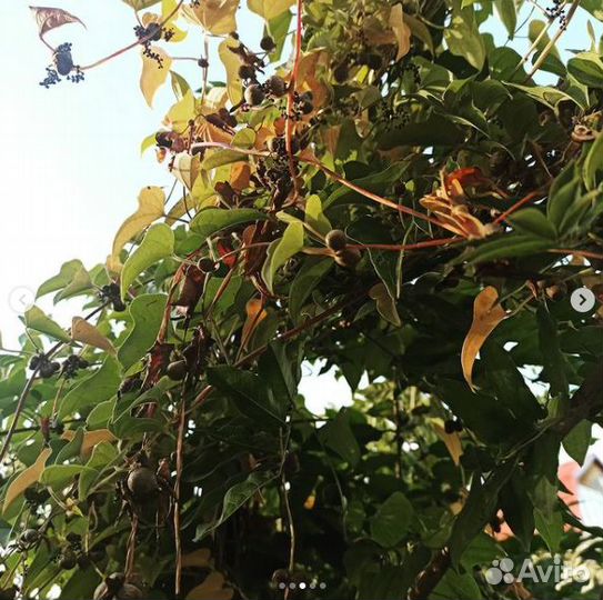 Диоскорея или Ямс