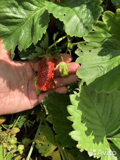 Земклуника Купчиха