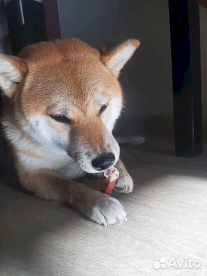 Корм для собак. Прямые производители