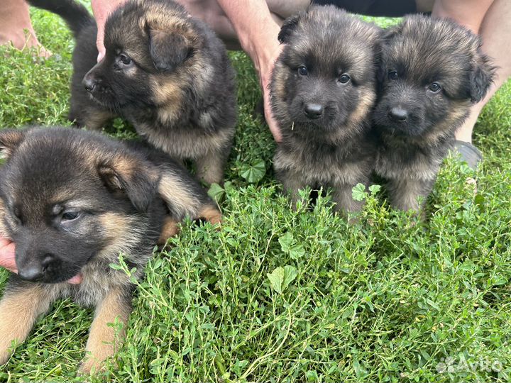 Щенки немецкой овчарки