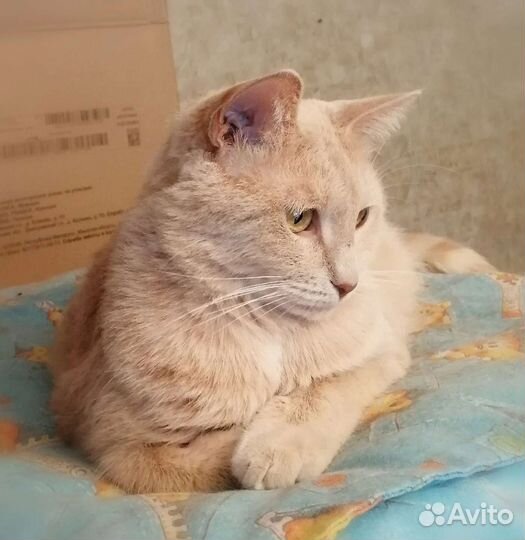 Красавица Сильвия