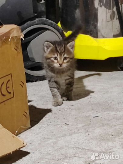 Котята в добрые руки