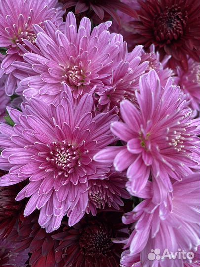 Корейские хризантемы саженцы