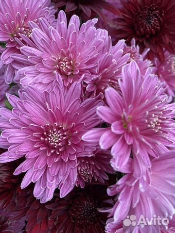 Корейские хризантемы саженцы