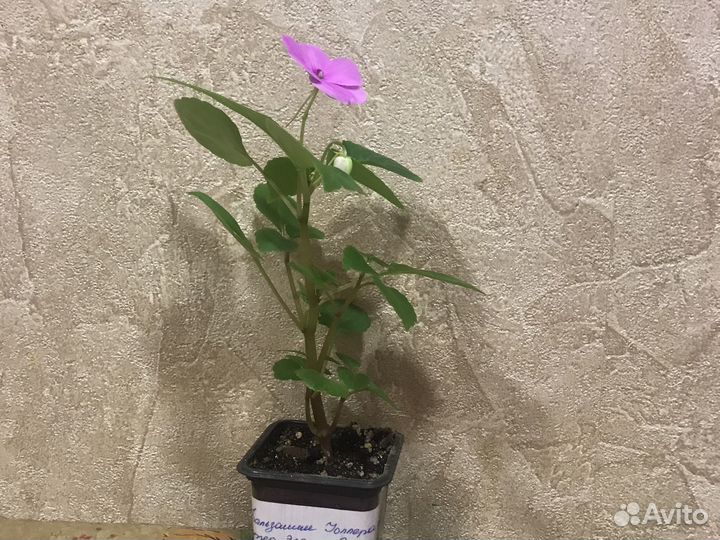 Бальзамин Супер Элфин F1 Виолет Старберст