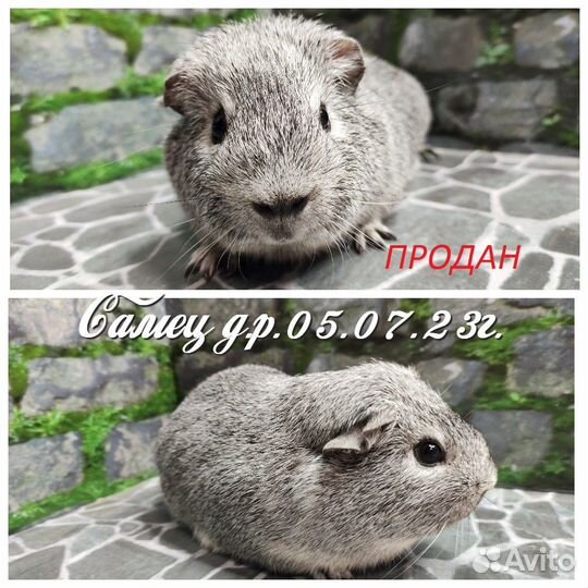 Морские свинки серебро Агутти из Питомника