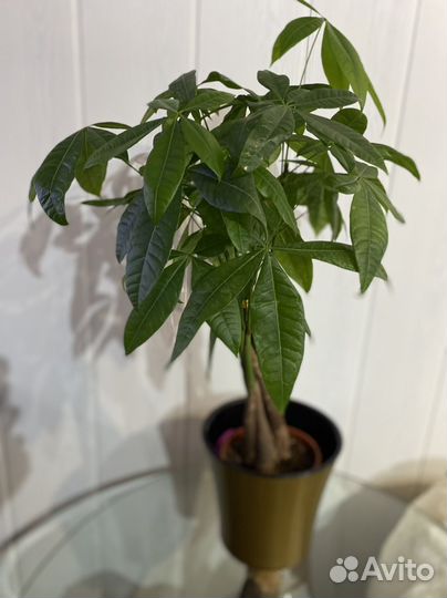 Интерьерные цветы