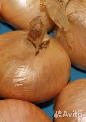 Лук на зелень, сорт Штудгарт оптом от 10 тонн
