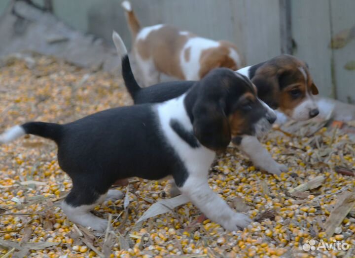 Эстонская гончая щенки