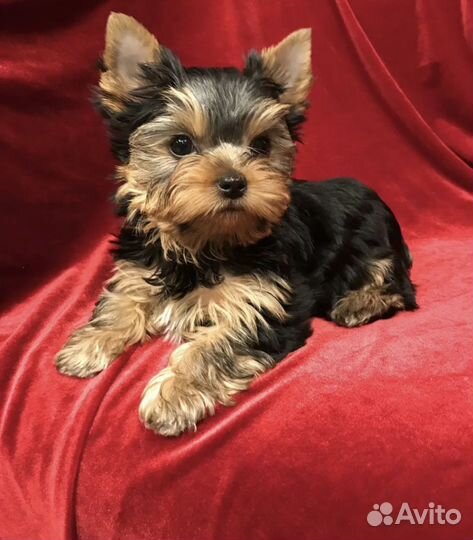 Йоркширский терьер девочка