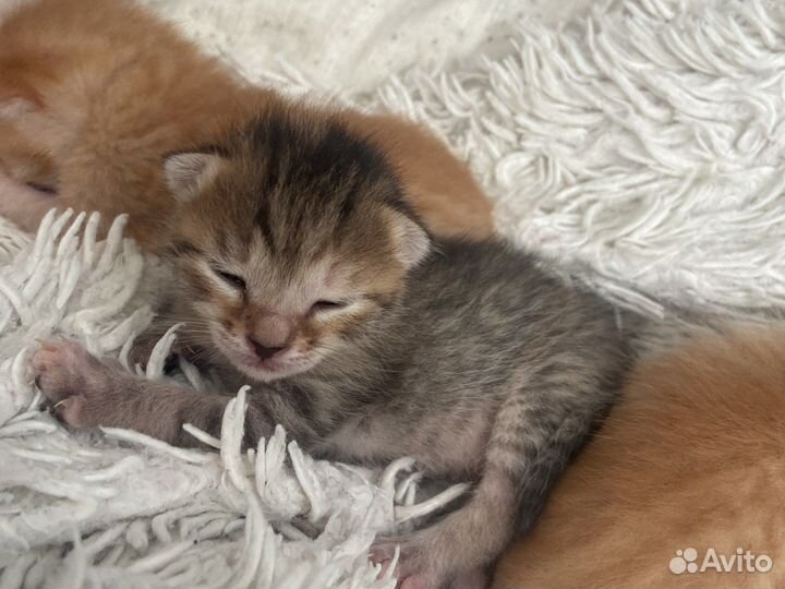 Отдам котенка (девочку) в добрые руки