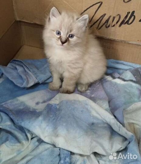 Котята Невская маскарадная