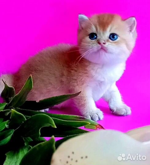 Золотая шиншилла