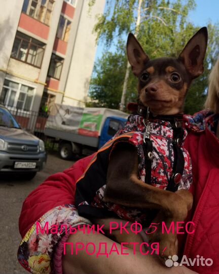 Русский той