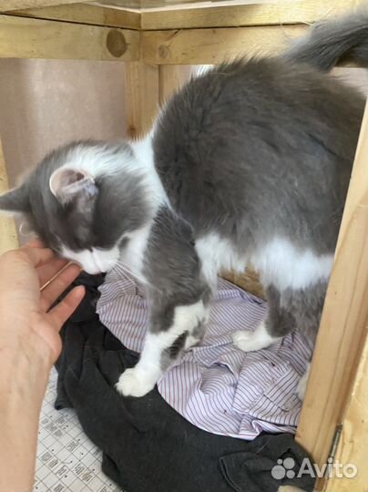 У котика умерла хозяйка