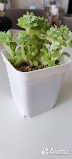 Суккулент Эхеверия