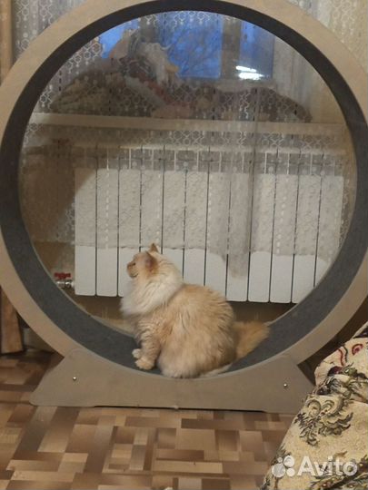 Беговое колесо для кошек