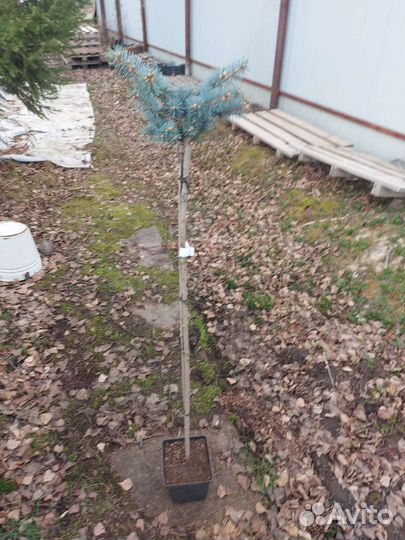 Ель колючая Глаука Глобоза на штамбе100-120см