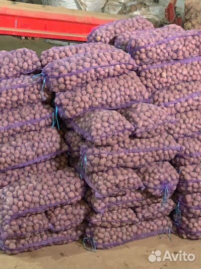 Семенной картофель