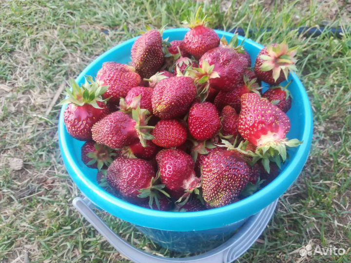 Клубника Байкальская