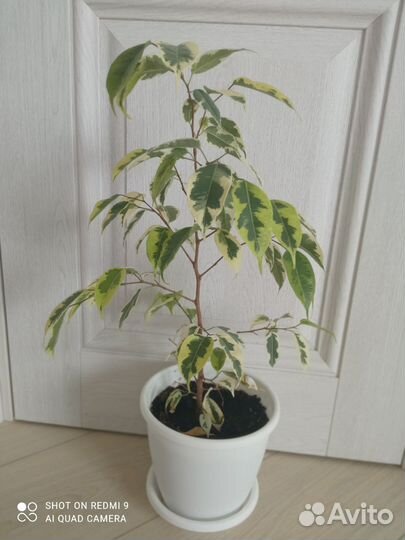 Фикус Бенджамина