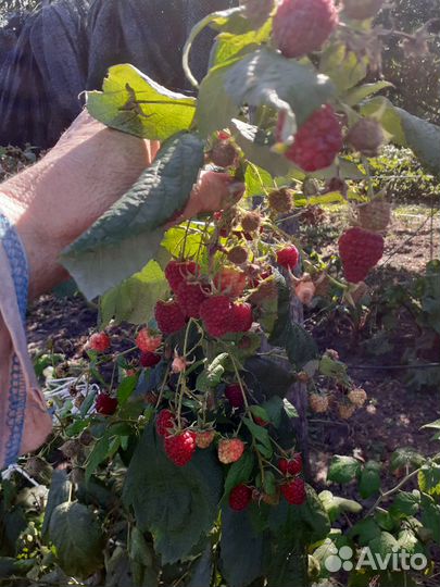 Саженцы малины, красной смородины