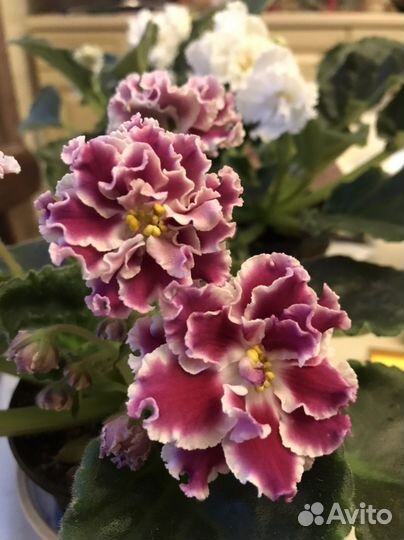 Фиалки сортовые цветущие