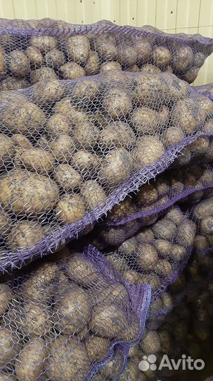 Продам картофель