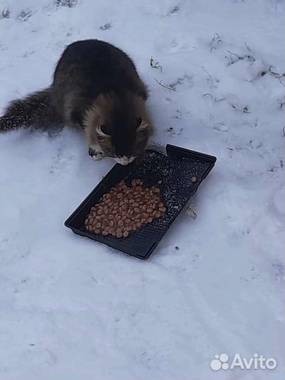 Кошечка Ромашка