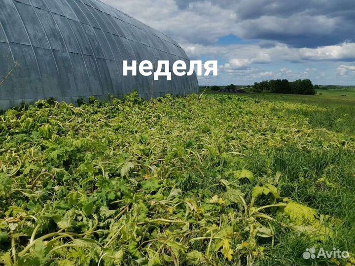 Уничтожу борщевик