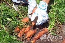 Морковь оптом от 20 тонн