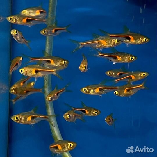 Аквариумные рыбки и растения