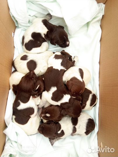 Продам щенков курцхаара от рабочих родителей