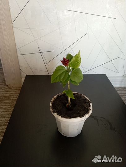 Комнатные цветы розы