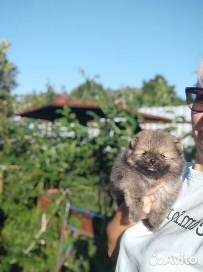 Померанский шпиц медвежьего типа