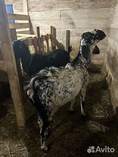 Козы камори битал нубийские