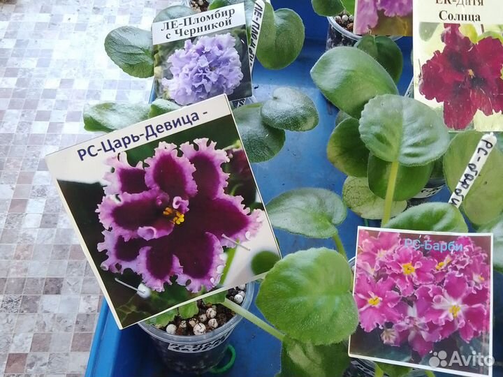 Набор деток 10шт Фиалок почтой