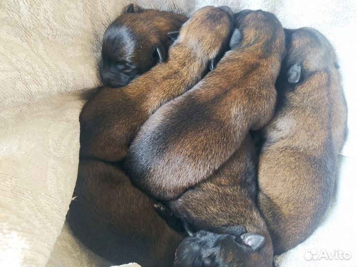 Бельгийская овчарка малинуа щенок