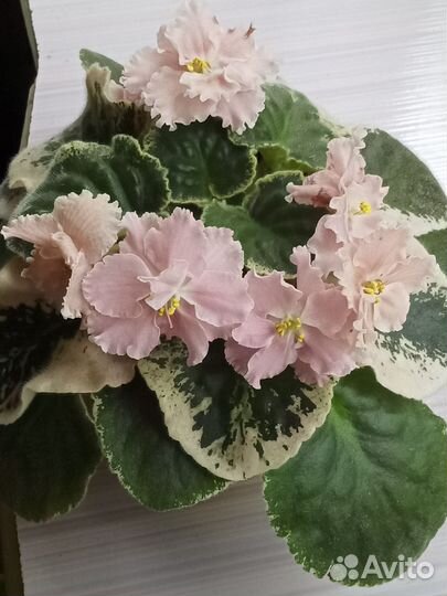 Фиалка пестролистная Узумбарская