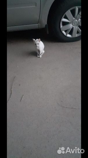 Котята