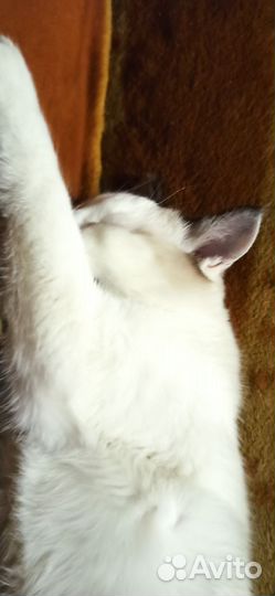 Кот Кокос