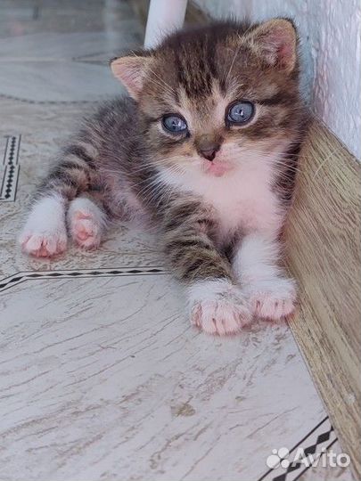 Кошка (простая )