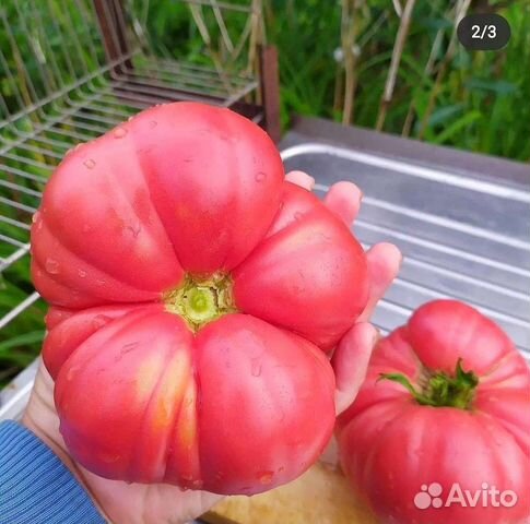 Помидоры семена