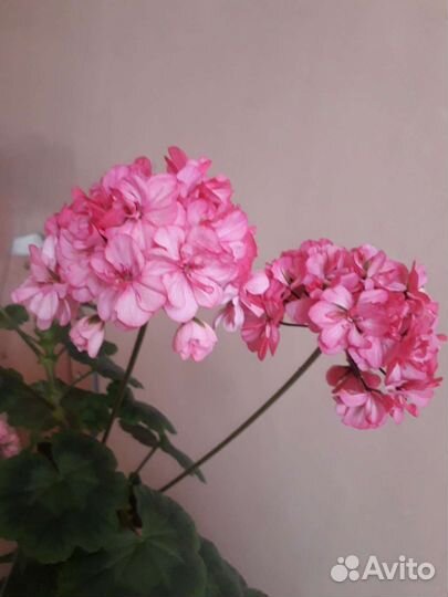 Пеларгония герань