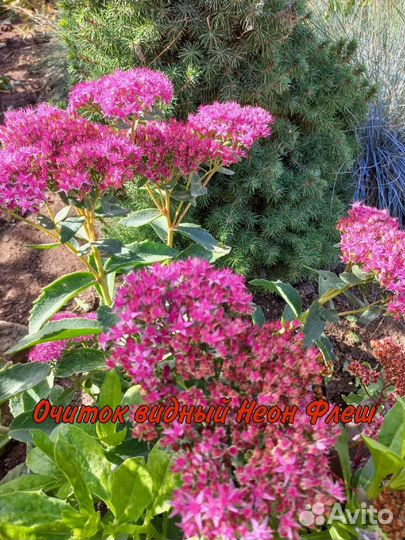 Очиток видные