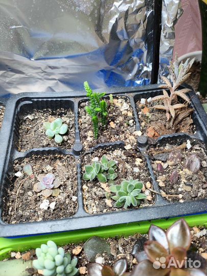 Суккуленты