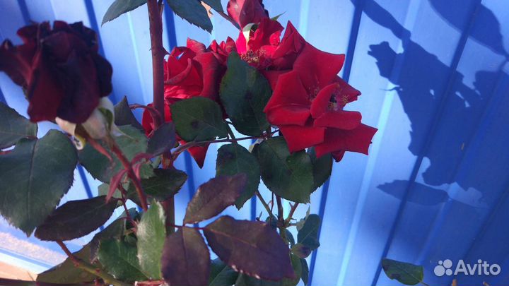 Розы(кусты)