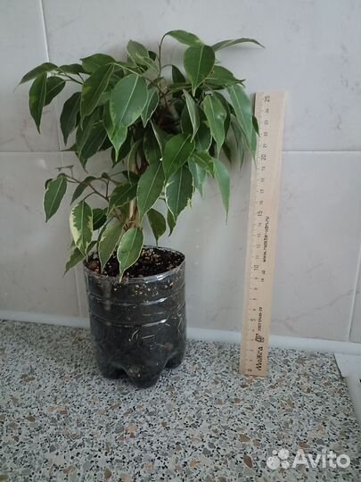 Плющ, фикус Бенджамина