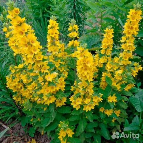 Вербейник обыкновенный