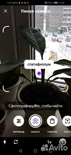 Комнатные растения
